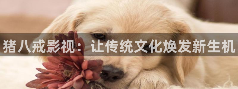 97超碰在线精品：猪八戒影视：让传统文化焕发新生机