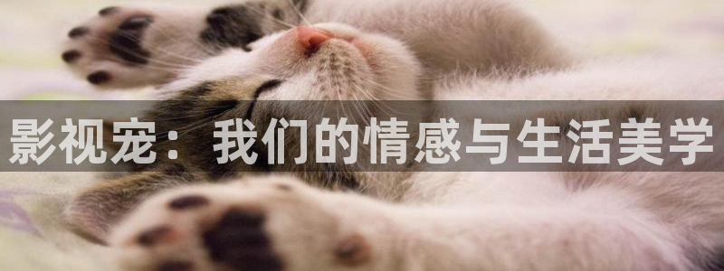 青青超碰av在线：影视宠：我们的情感与生活美学